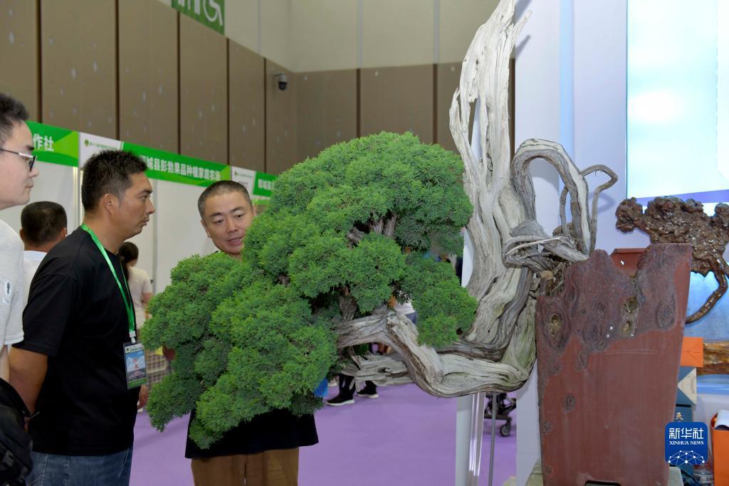 大白菜注册送礼金平台